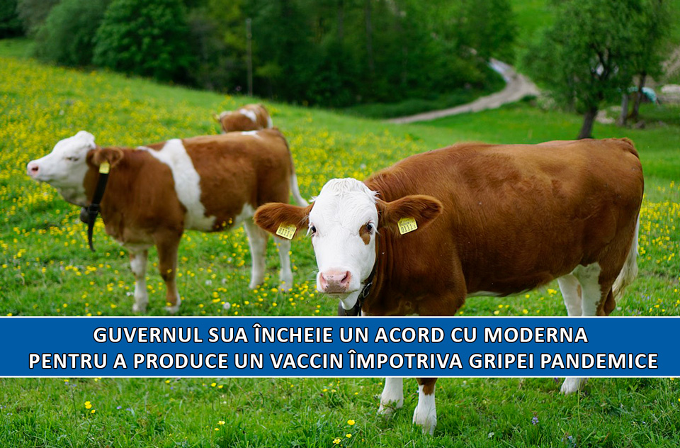 VACI Sănătate