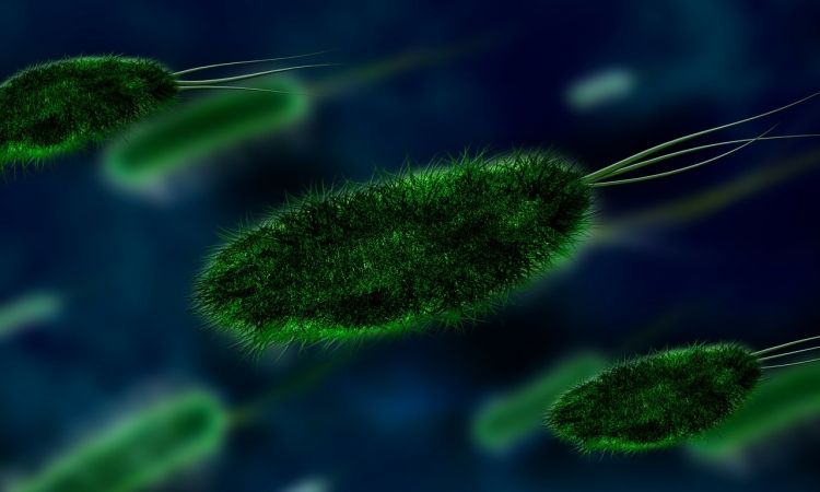 bacterii_medium Sănătate