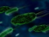 bacterii_small Sănătate