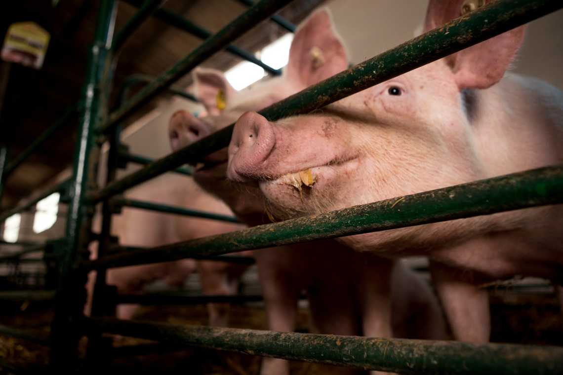 INTERESANT: În fermele intensive, abuzul de antibiotice continuă să crească!