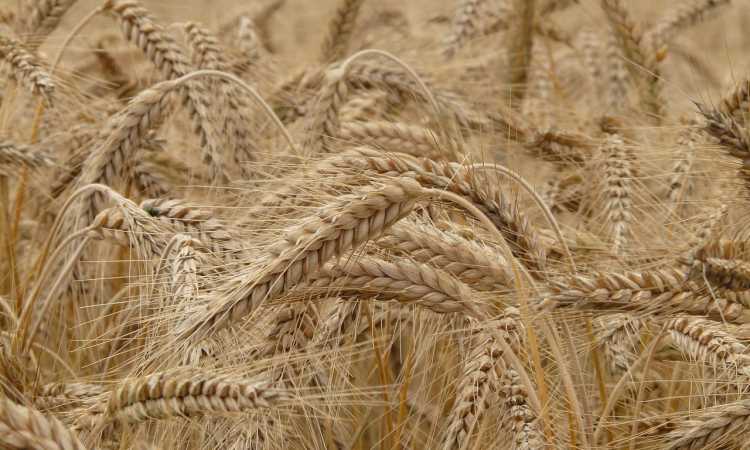 grau_medium „Marea înșelăciune” a grâului ucrainean: 80% merge către țările bogate!